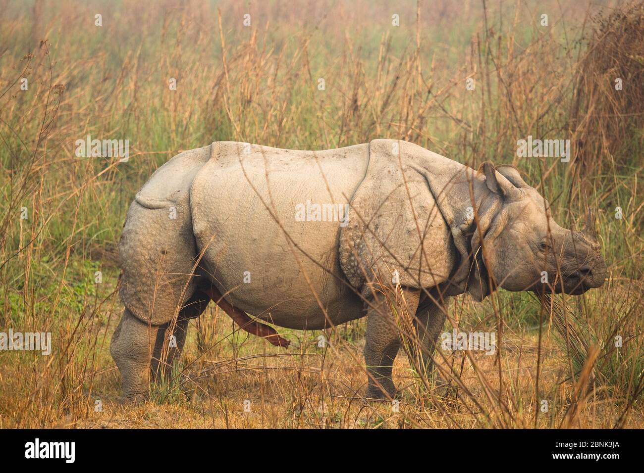 Rinoceronte indio (Rhinoceros unicornis) pastoreo, Parque Nacional de Chitwan, Nepal, Asia Foto de stock