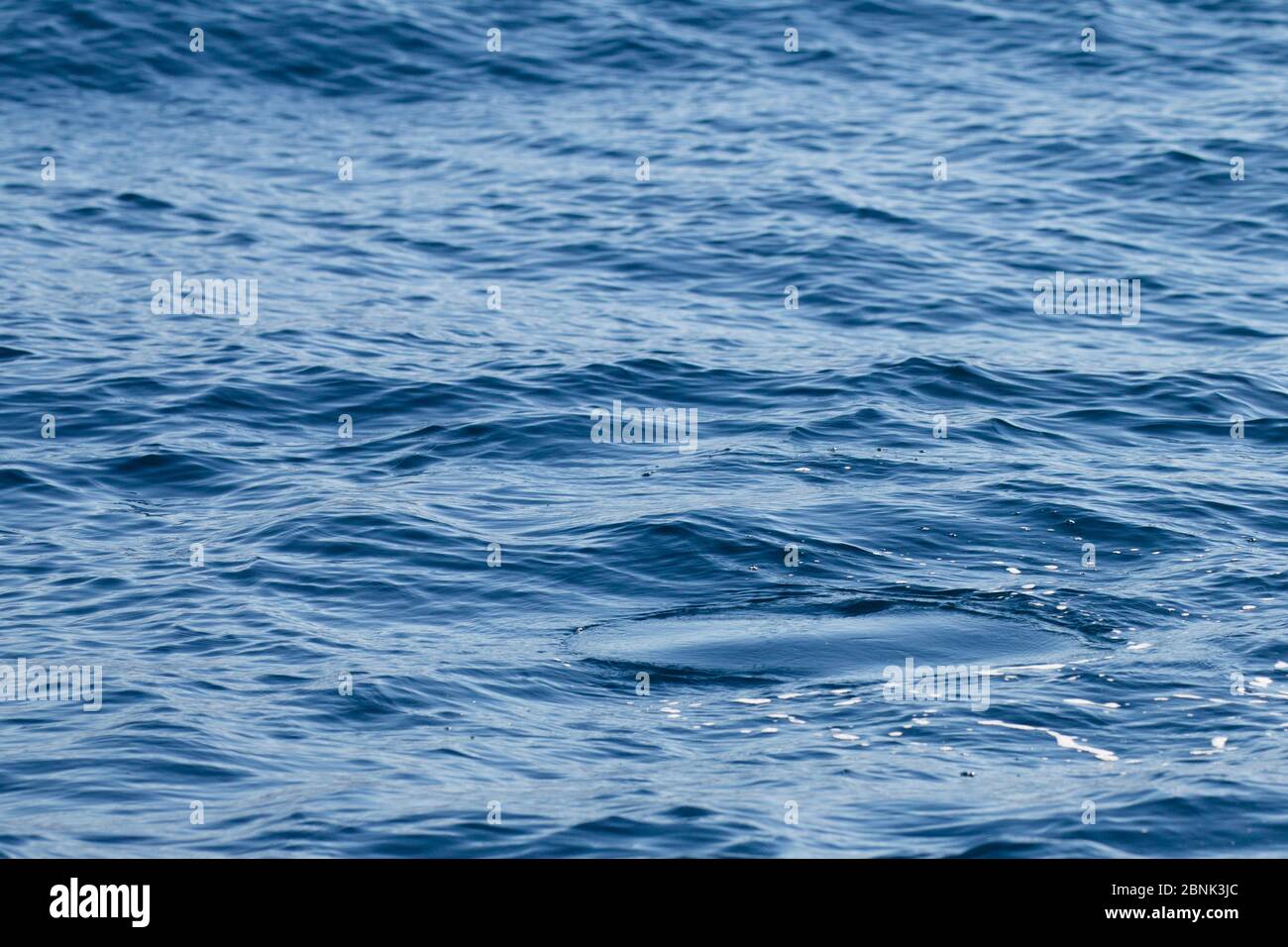 Fluke impreso sobre la superficie del agua, de Delphinus delphis, Baja California, EE.UU., enero. Foto de stock