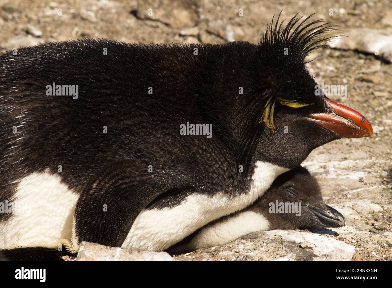 Rockhopper pingüino (Eudyptes chrysocome) adulto con polluelo, isla de bleaker, Islas Malvinas, Atlántico Sur Foto de stock