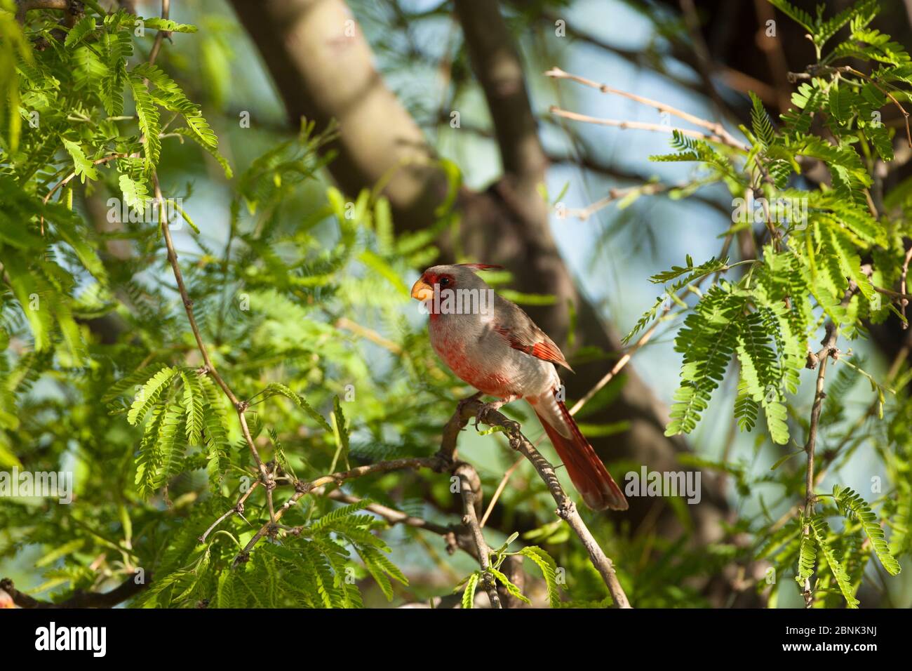 Pirrhuloxia (Cardinalis sinuatus) en árbol cerca del estanque, Cañón Madera, Arizona, EE.UU. Abril. Foto de stock
