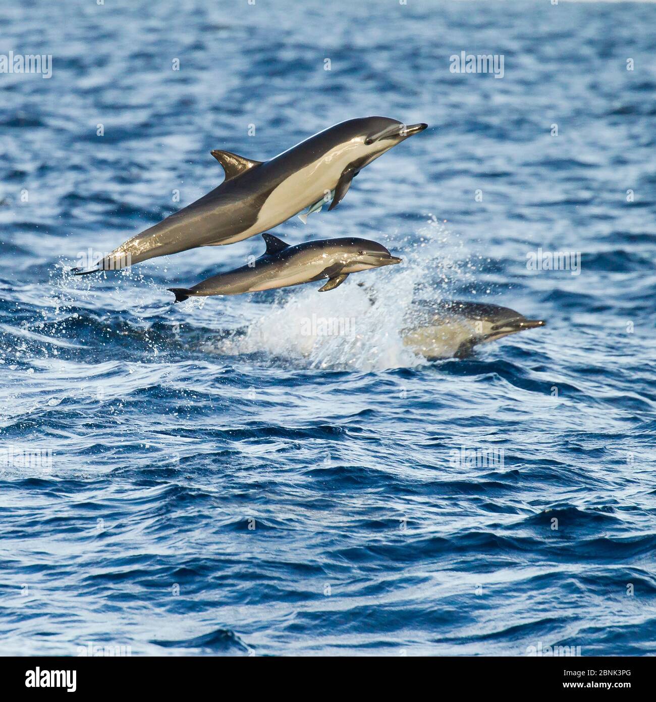 Delfín común de pico corto (Delphinus delphis) saltando sobre las olas, Baja, California, EE.UU., enero. Foto de stock