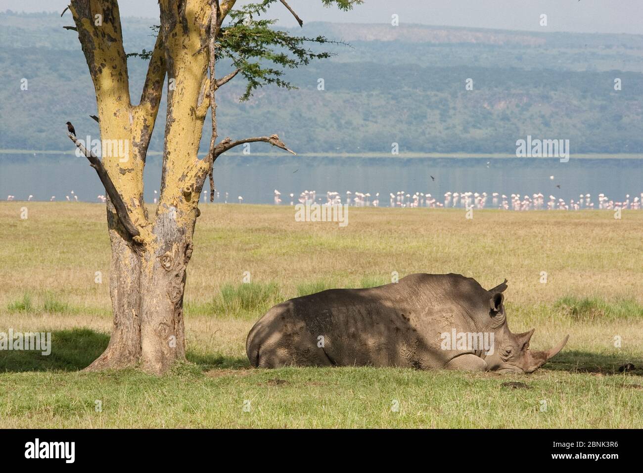 Rinoceronte blanco (Ceratotherium simum) descansando en la sombra, Parque Nacional del Lago Nakuru, Kenia. Foto de stock