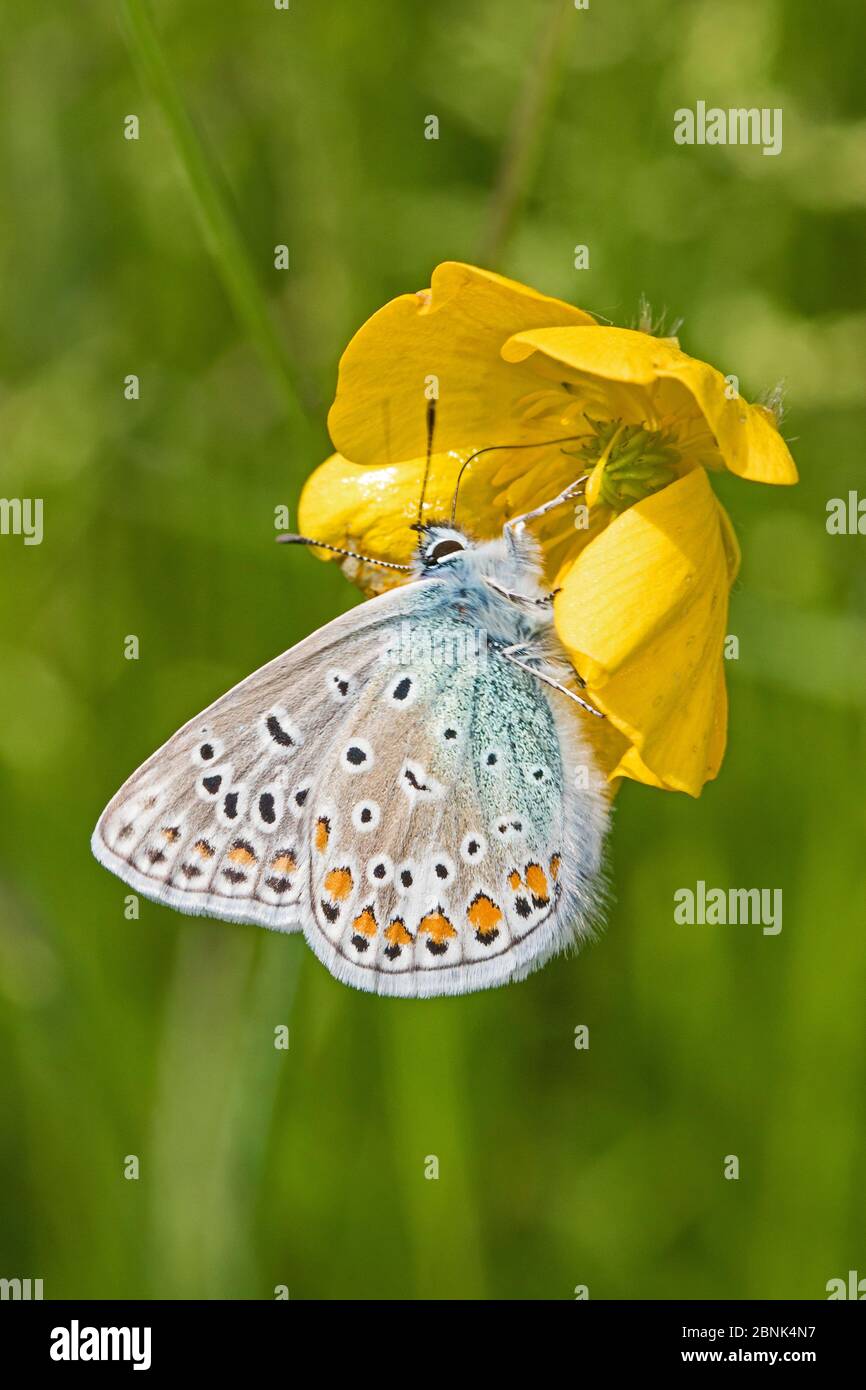 Mariposa azul común (Polyommatus icarus) alimentándose en el árbol de pie de pájaro, Cementerio Brockley.Lewisham, Londres. 201, Foto de stock