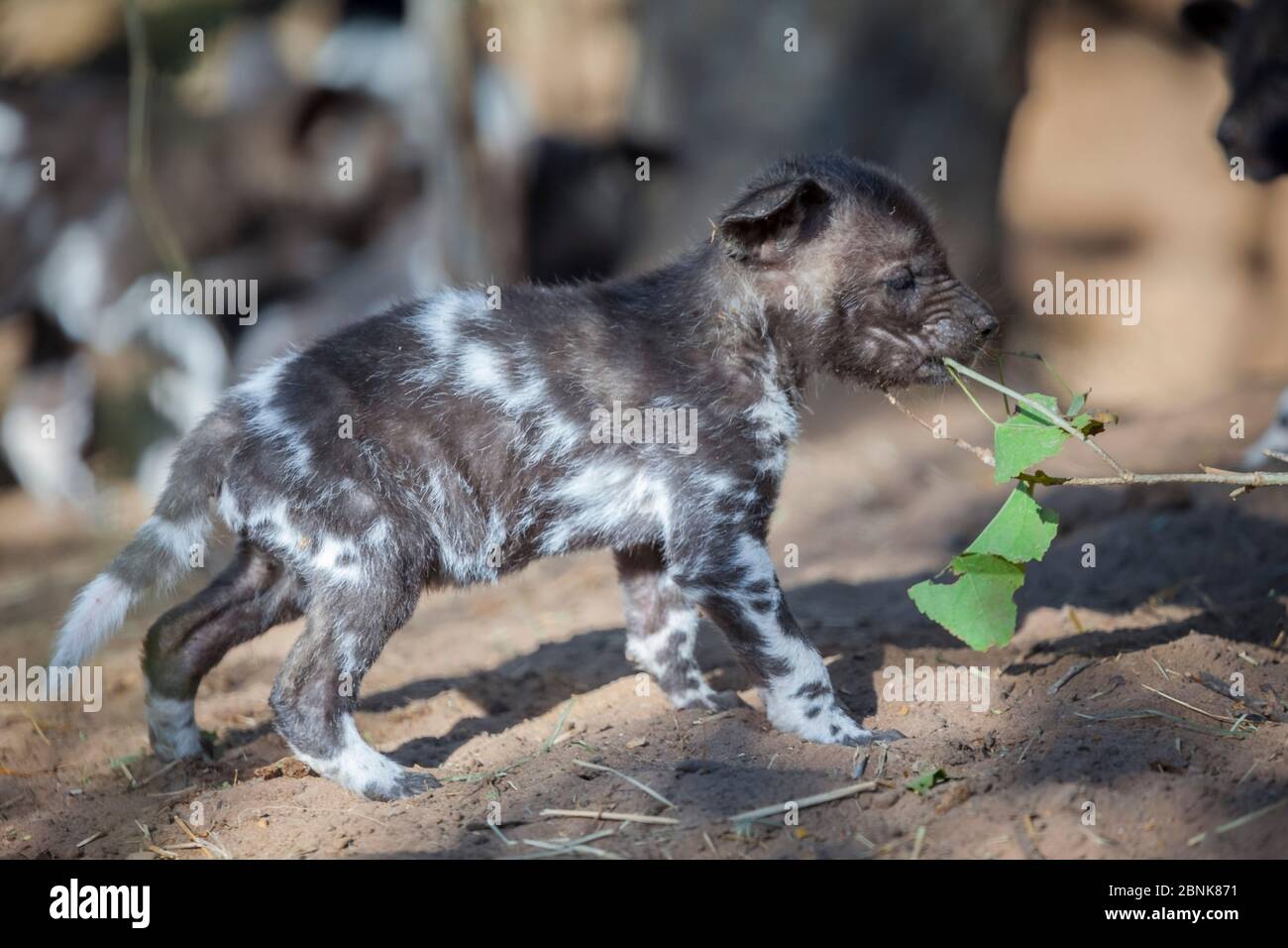 African Painted Dog Baby Fotos E Imagenes De Stock Alamy