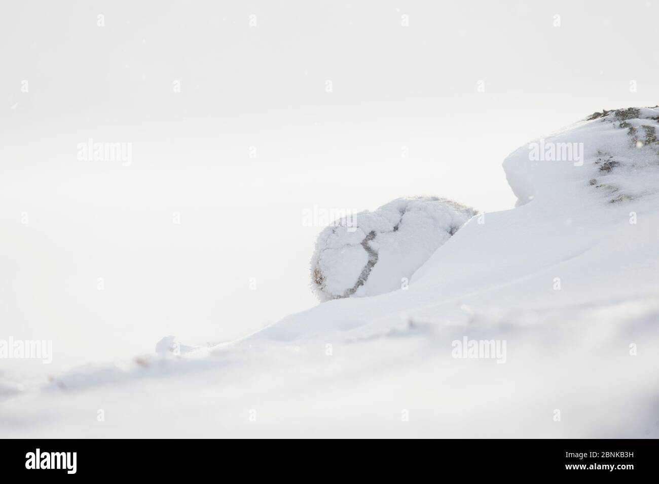 Liebre de montaña (Lepus timidus) en abrigo blanco de invierno cubierto de nieve, Escocia, Reino Unido. Foto de stock