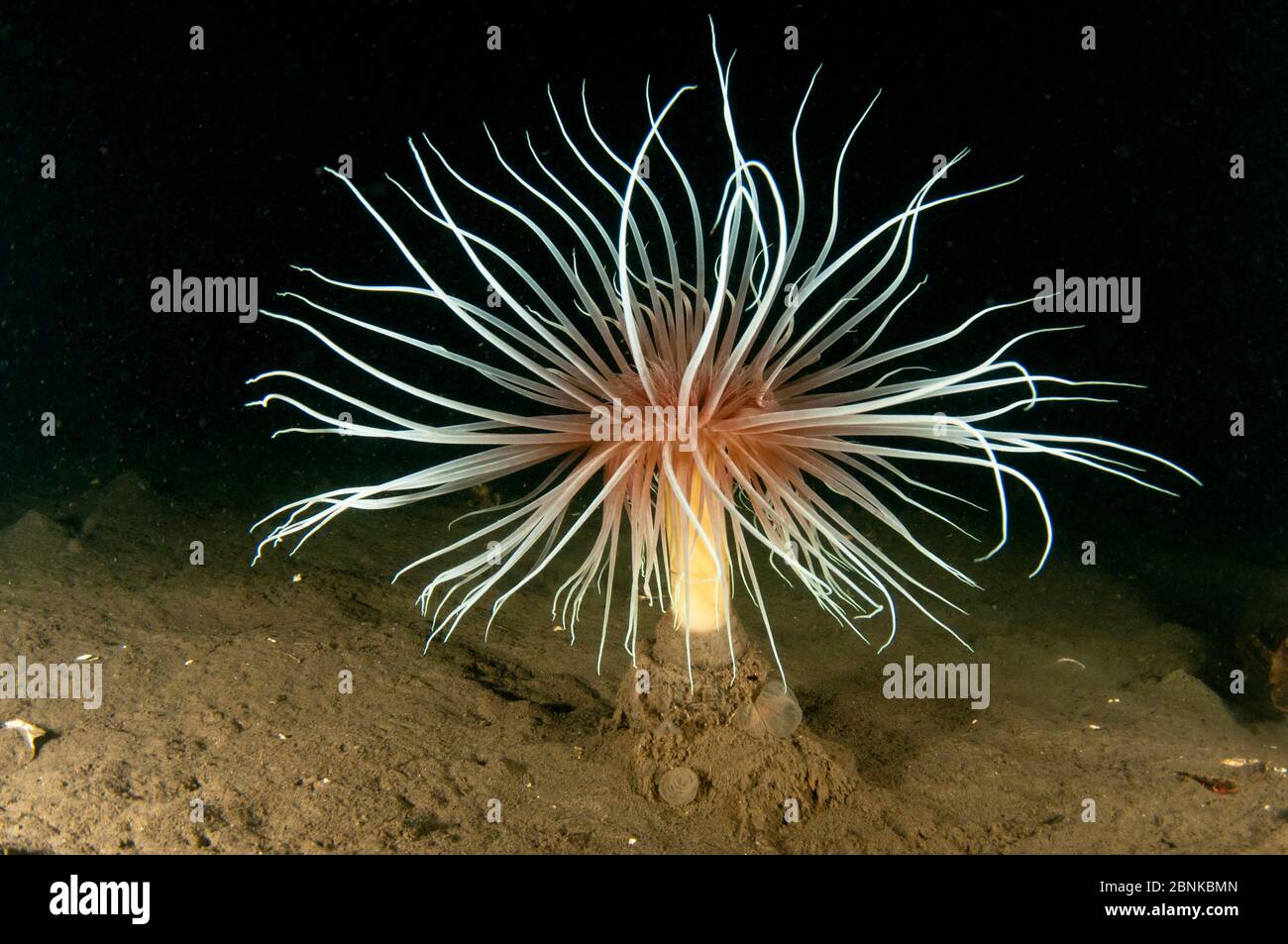 Fuegos artificiales anemona (Pachycerianthus multiplicicatus), Loch Duich, Highlands, Escocia, Reino Unido, enero. Foto de stock