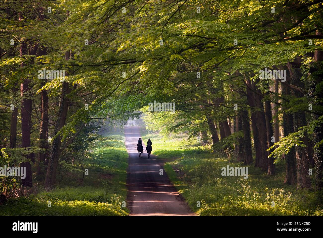 Jinetes en el carril del país a través de bosques, Holkham, Norfolk, Inglaterra, Reino Unido, mayo. Foto de stock