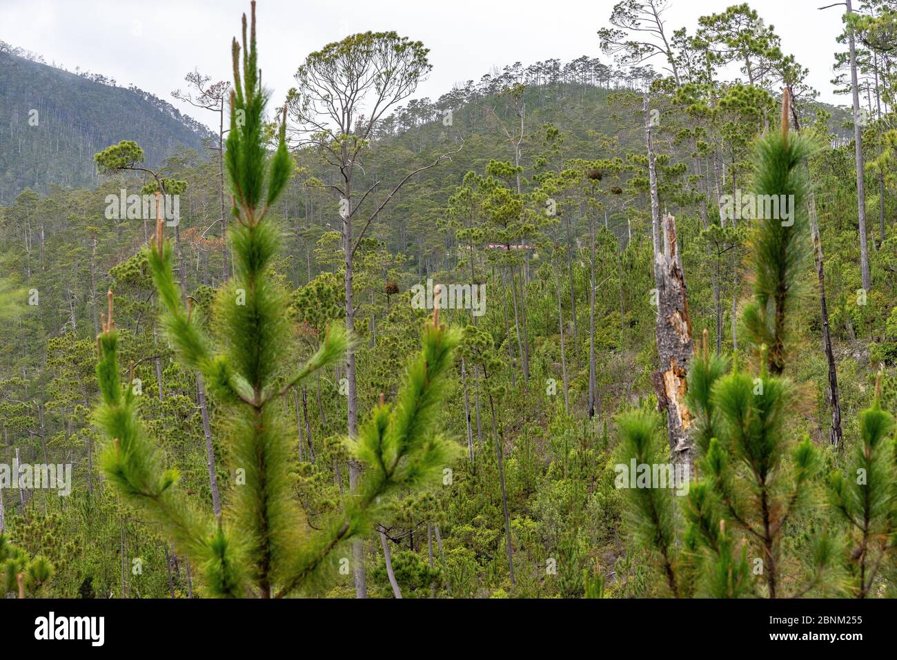 América, Caribe, Antillas mayores, República Dominicana, Jarabacoa