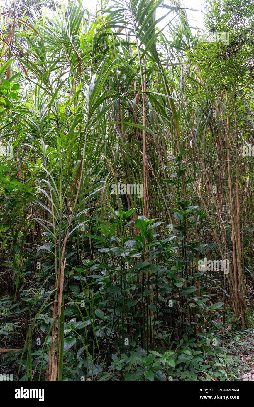 América, Caribe, Antillas mayores, República Dominicana, Jarabacoa