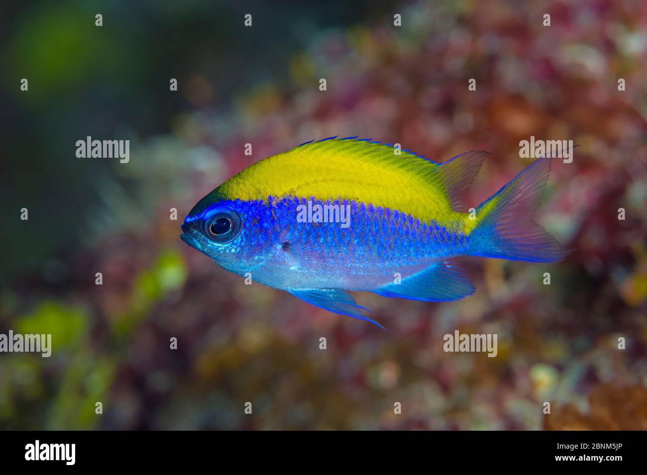 Sunshinefish (Chromis insolata) juvenil en un profundo muro de arrecife, East End, Gran Caimán, Islas Caimán, Indias Occidentales Británicas. Mar Caribe. Foto de stock