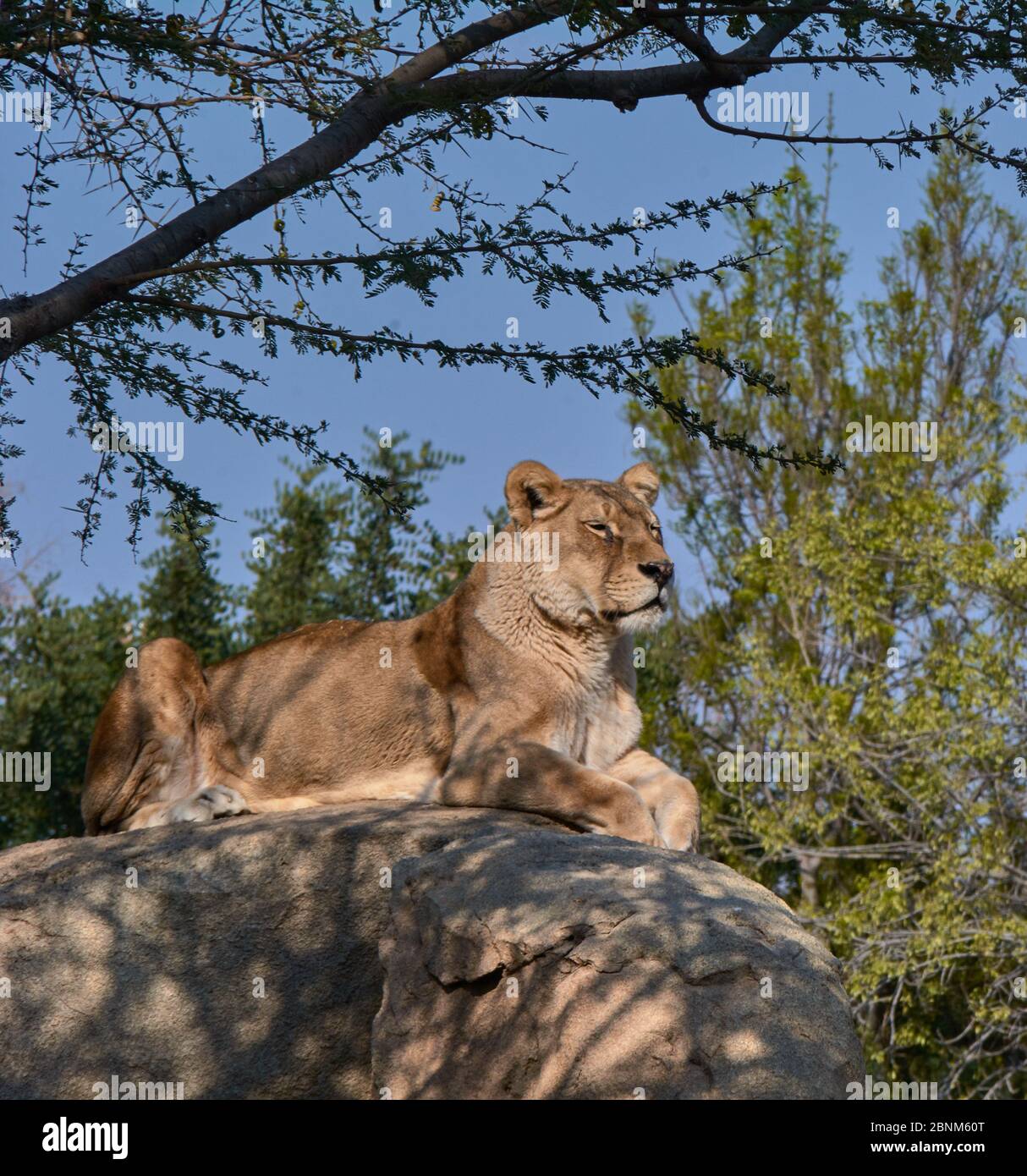 Leona en la cima de una piedra observando sus territorios. La reina de la selva Foto de stock