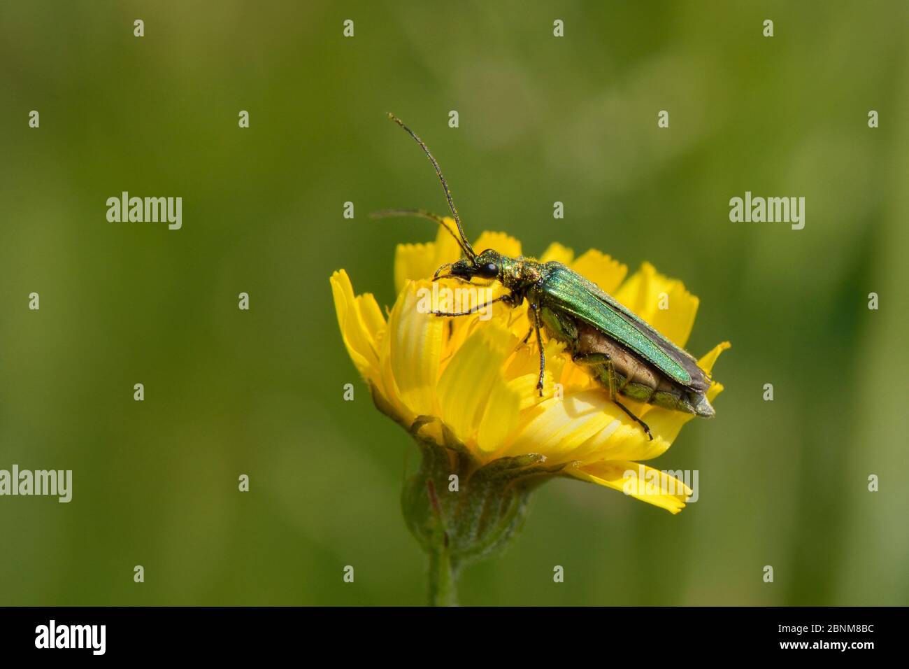 Escarabajo hinchado / escarabajo de patas gruesas (Oedemera nobilis) hembra alimentándose con polen de la flor de la maleza de Meadow (Hieraceum caespitosum) en el gras Foto de stock