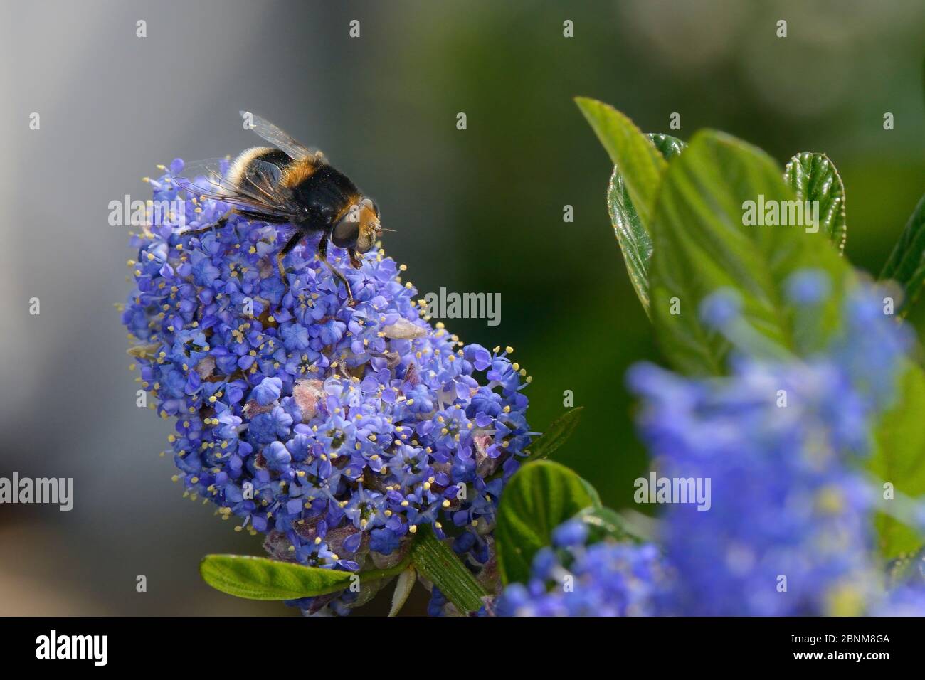 Bumblebee-mimicando Hoverfly (Eristalis intricarius) alimentándose en las flores de Ceanothus en un jardín plantado con flores para atraer polinizadores, Dungeness, Foto de stock
