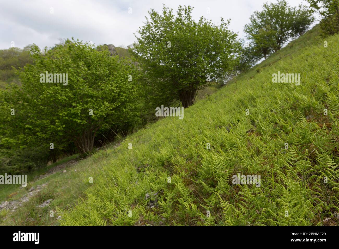 Helecho de roble de piedra caliza (Gymnocarpium robertianum) y Hazel (Corylus avellana) creciendo en el chillón en una calizo de la calizo. Peak District, Derbyshire, Reino Unido, mayo. Foto de stock