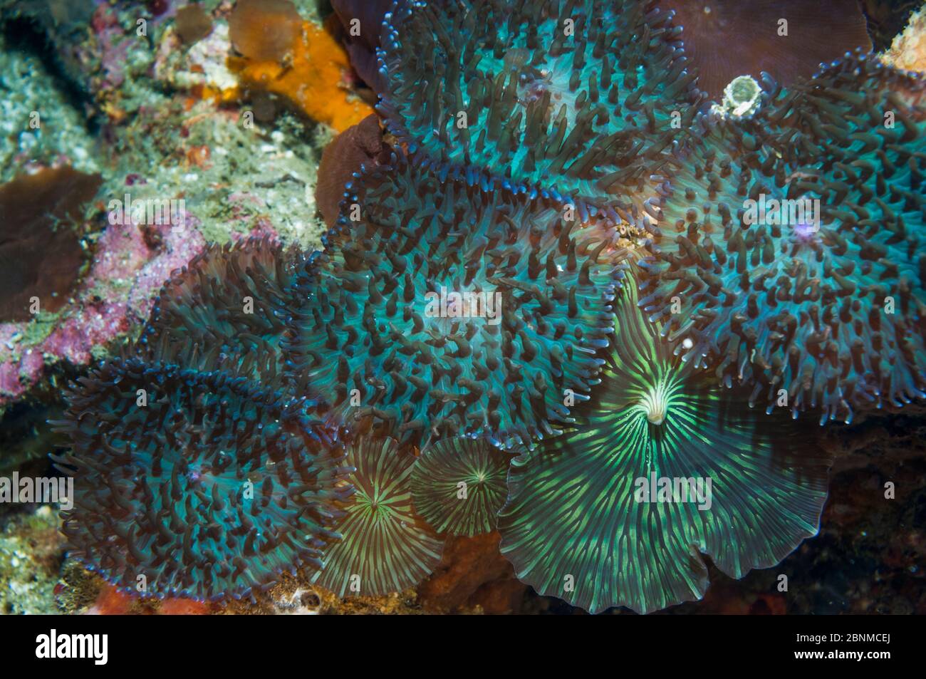 Disk anemone (Discosoma sp) Cebu, Isla Malapascua, Filipinas, septiembre Foto de stock