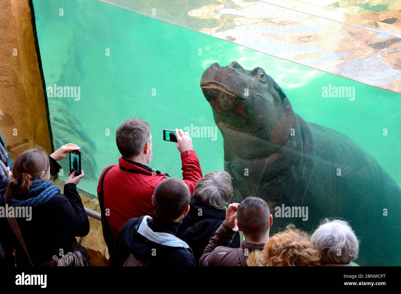 Visitantes mirando a una hembra Hippopotamus (Hippopotamus amphibius) a través de una ventana de tanque, cautiva en el Zoo Parc de Beauval, Francia. Ocurre en el sub-Sahara Foto de stock