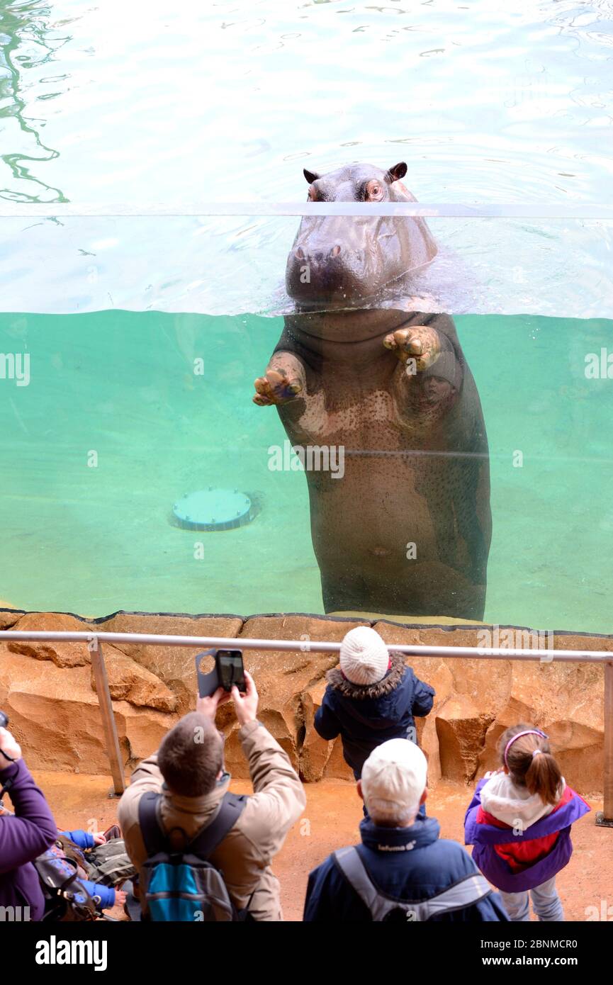 Visitantes mirando a una hembra Hippopotamus (Hippopotamus amphibius) a través de una ventana de tanque, cautiva en el Zoo Parc de Beauval, Francia. Ocurre en el sub-Sahara Foto de stock