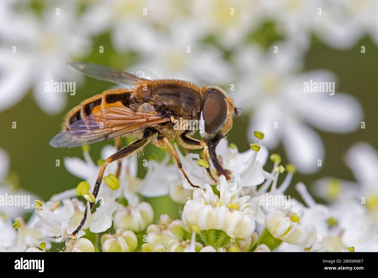 Mosca de drone (Eristalis tenax) un mímico de abeja-miel, Cementerio de Brockley, Lewisham, Londres, Reino Unido Junio Foto de stock