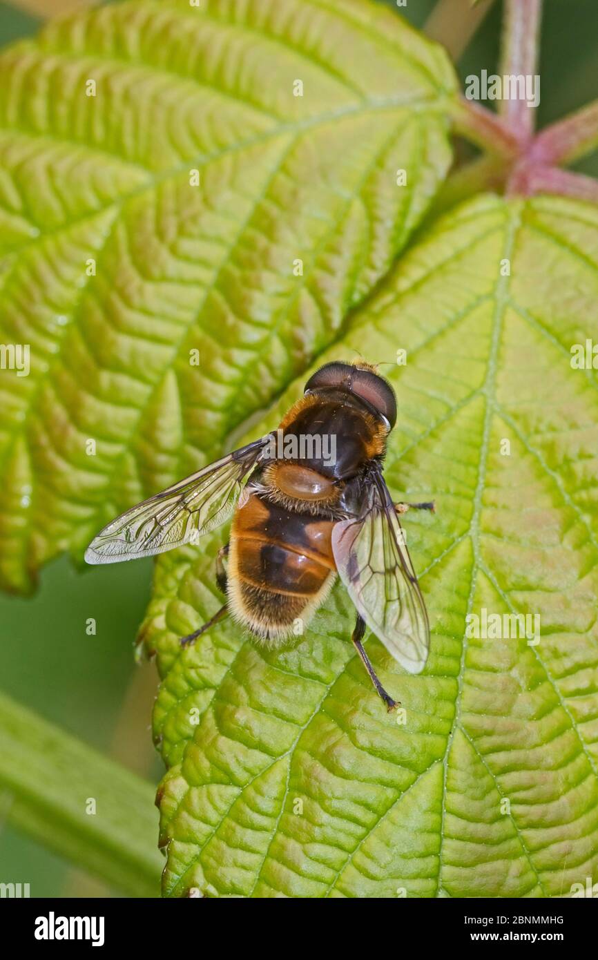 Hoverfly (Eristalis intricaria) hembra, una Bumble Bee Mimic, Brockley Cementerio, Lewisham, Londres, Reino Unido Julio Foto de stock