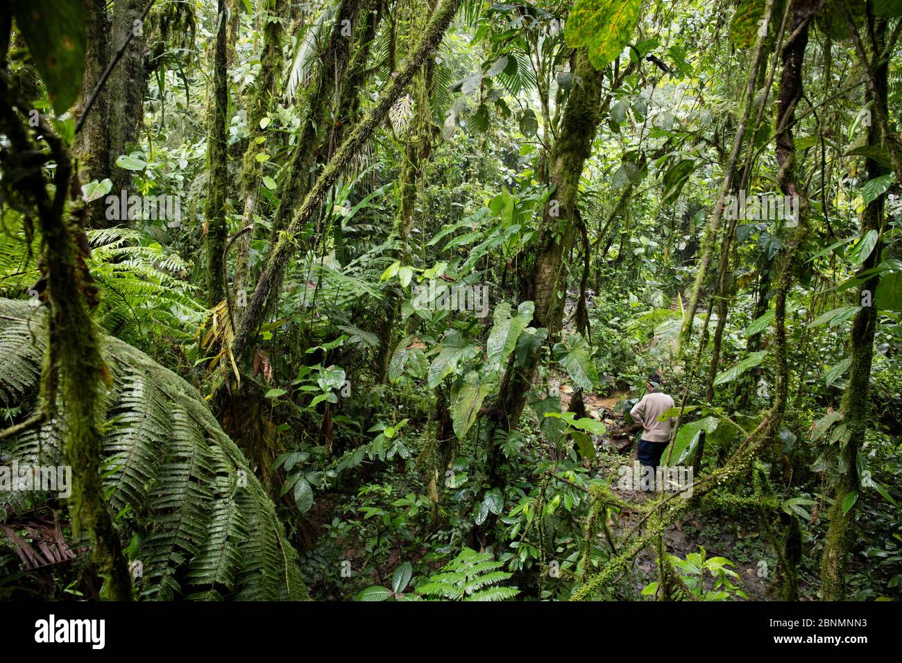 Interior de bosque tropical, Provincia el Oro, Reserva Buenaventura, Ecuador Foto de stock