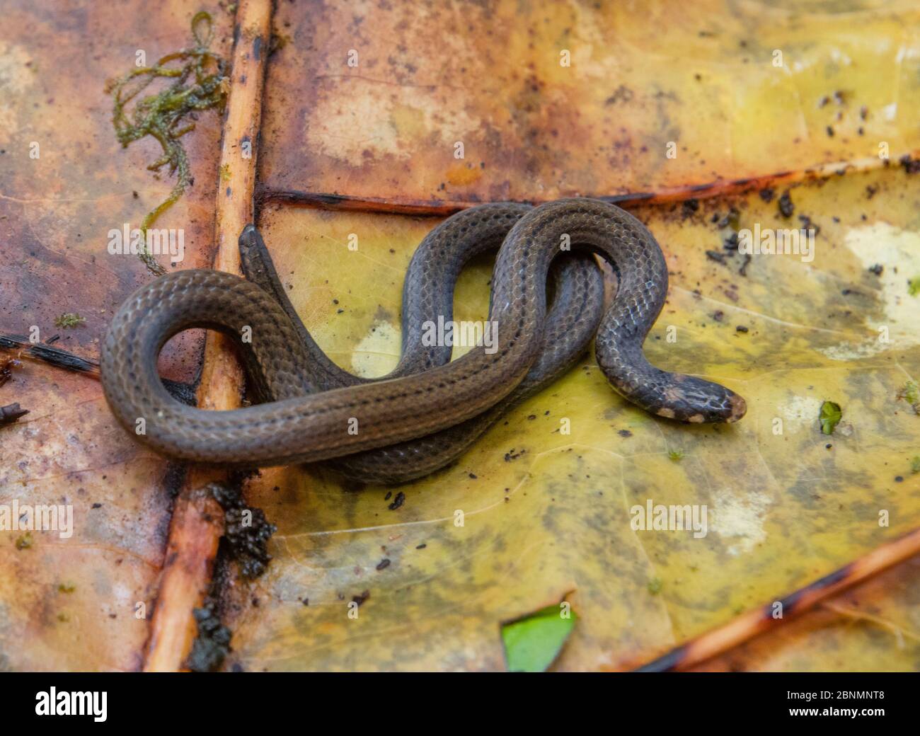 La serpiente de cabeza negra (Tantilla melanocephala) Provincia el Oro, Reserva Biológica Buenaventura, Ecuador Foto de stock