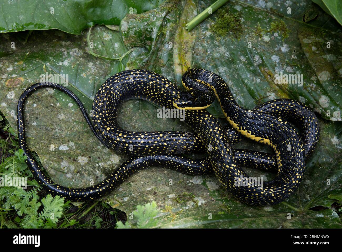 La serpiente de chaflanar de Shropshire (Pseustes shropshirei) Provincia el Oro, Reserva Buenaventura, Ecuador Foto de stock