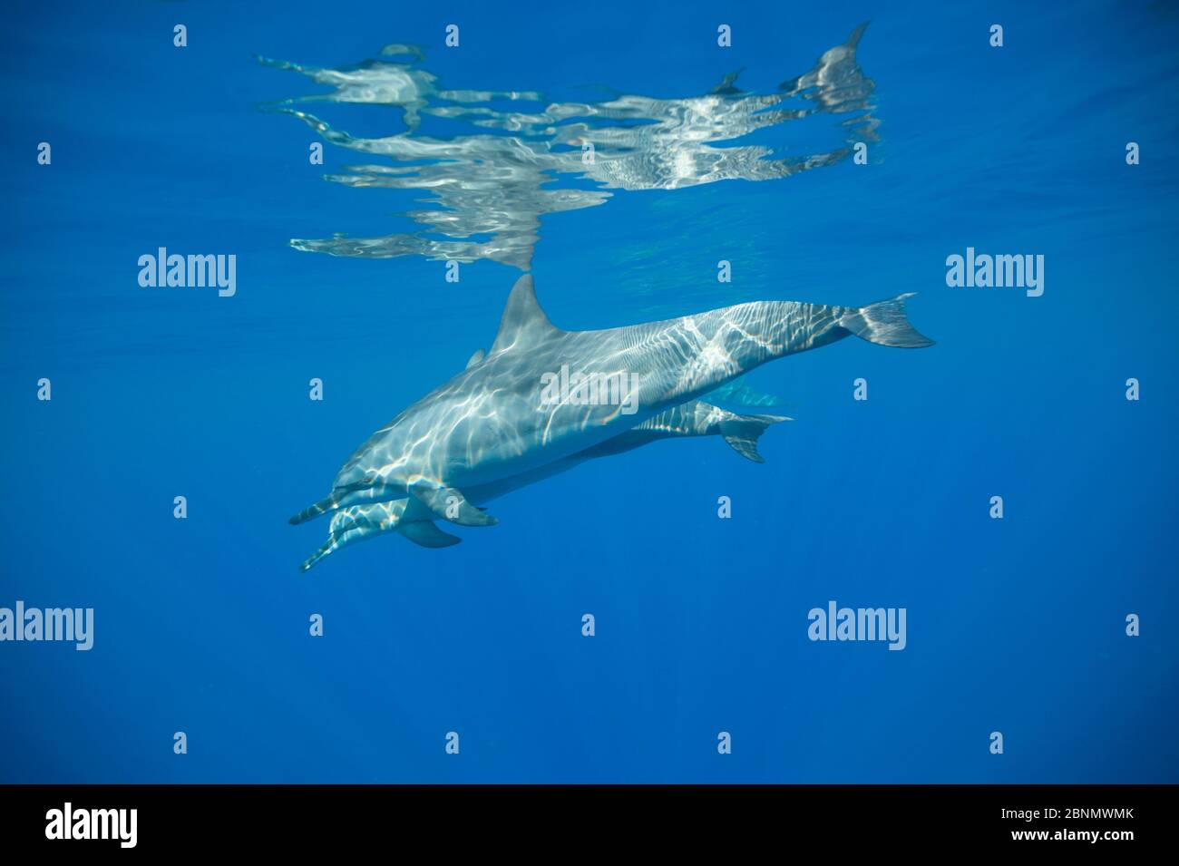 Delfines giradores (Stenella longirostris) Kona costa, Hawai, Estados Unidos, agosto Foto de stock