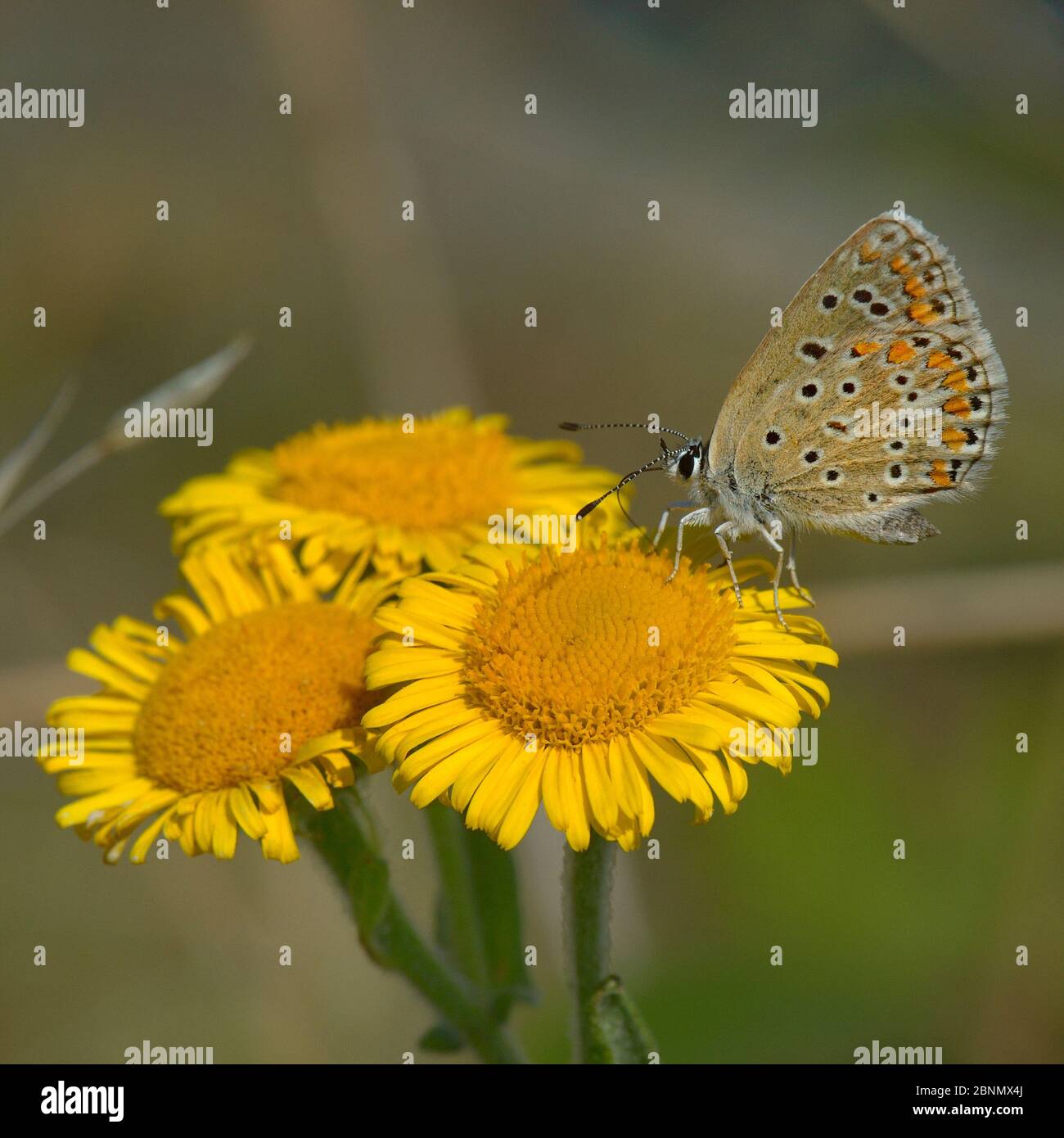 Mariposa azul común (Polyommatus icarus) alimentándose en la flor, Vendée, Francia, septiembre Foto de stock
