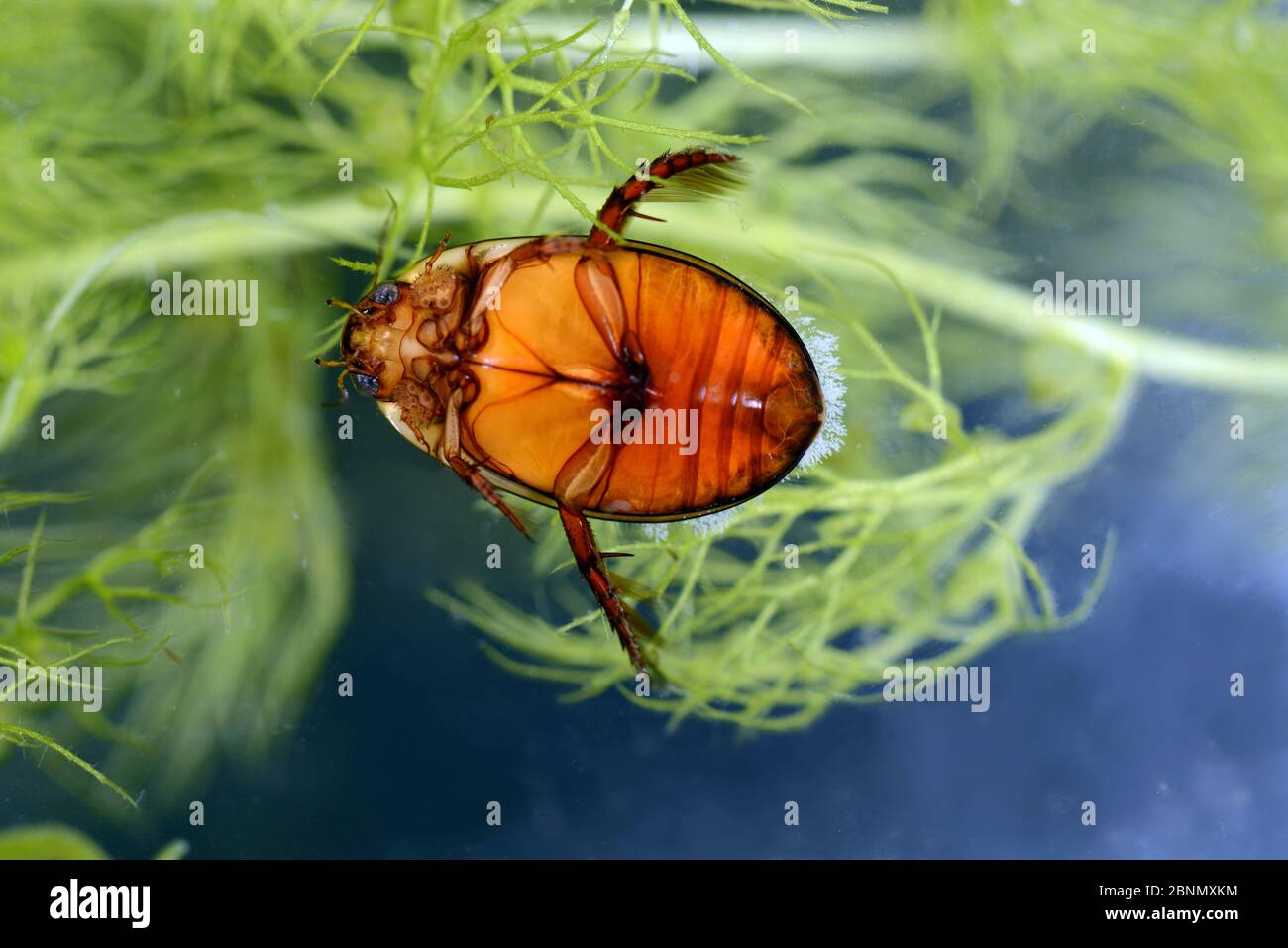 Escarabajo de buceo (Graphoderus cinereus) con Ciliates, Parque Moccas, Reserva Natural Nacional, Herefordshire, Inglaterra, Reino Unido, junio. Vulnerable. Foto de stock