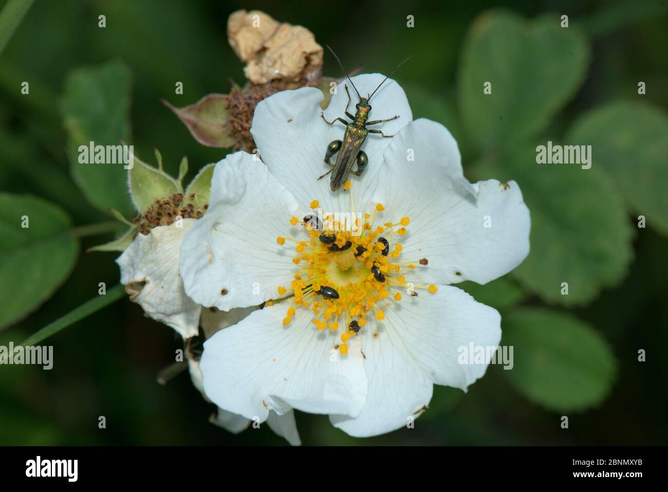 Escarabajo de patas gruesas (Oedemera nobilis) y polen Beetles (Meligethes aeneus) en Field Rose (Rosa arvensis), Herefordshire, Inglaterra, Reino Unido, julio. Foto de stock