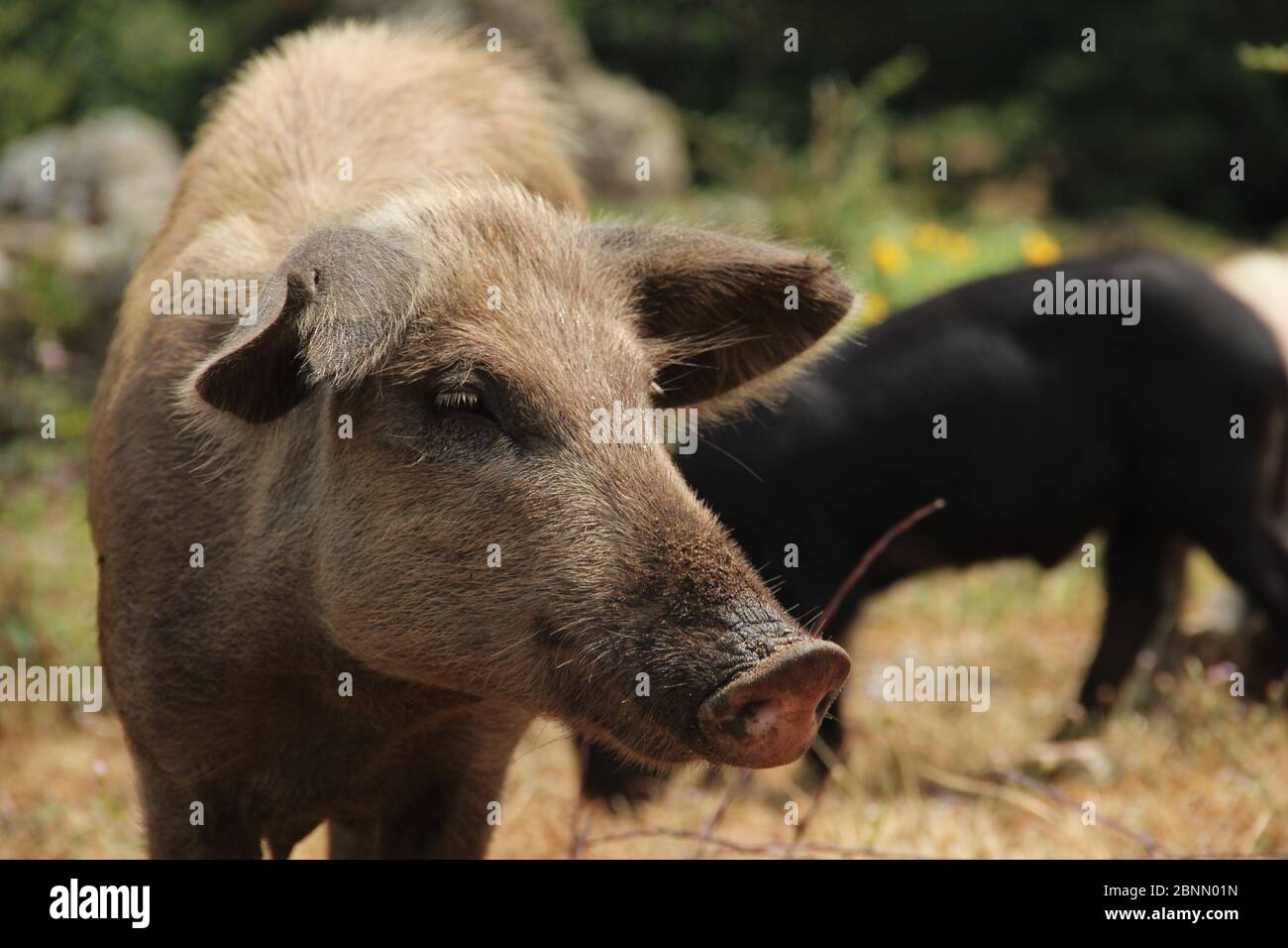 Un cerdo salvaje mira hacia delante mientras que forje para la comida en un claro de bosque en Córcega, Francia. Foto de stock