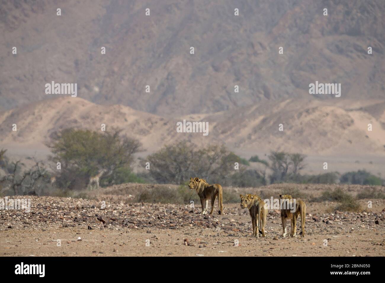 Leones morados en el desierto (Panthera leo) caminando por un paisaje  árido, población estimada en 90 individuos, Damaraland, noroeste de Namibia  Fotografía de stock - Alamy