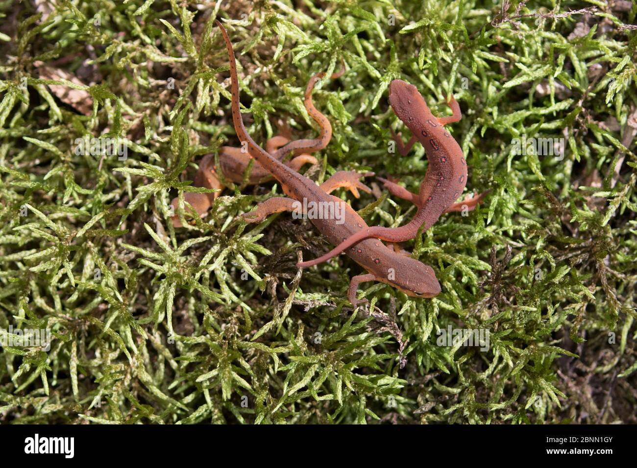 Newts de topos rojos (Notophthalmus viridescens viridescens) en musgo, Meriden, Connecticut, EE.UU., septiembre. Foto de stock