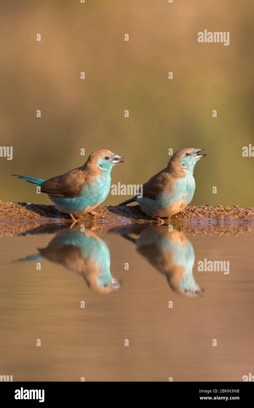 Waxbills azules (Uraeginthus angolensis), reserva de caza privada Zimanga, KwaZulu-Natal, Sudáfrica, junio Foto de stock