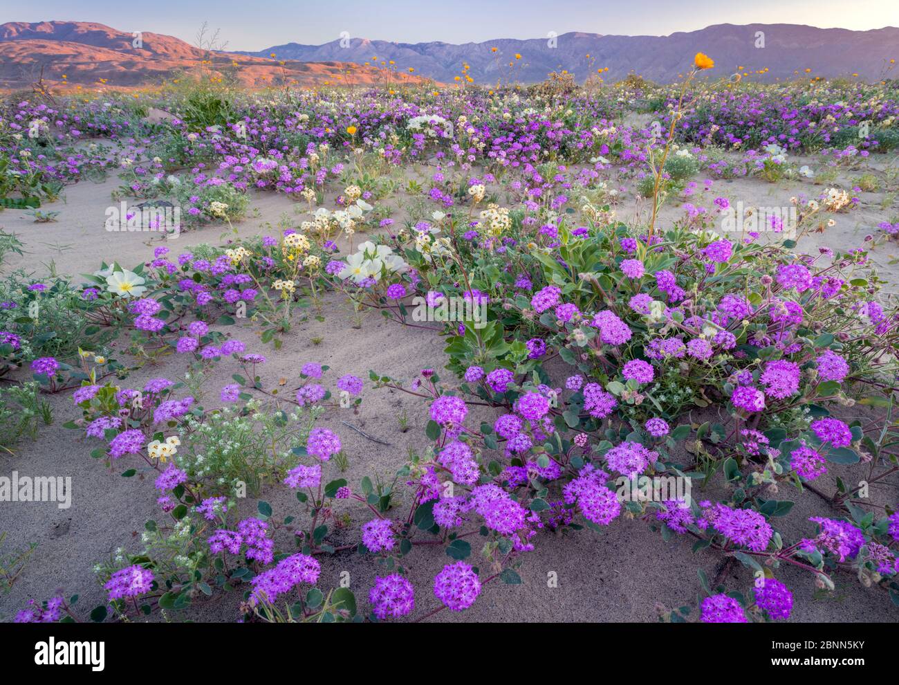 Paisaje desértico con floración Arena verbena (Abronia), Oro del desierto (Geraea canescens), y Birdcage noche onagra (Oenothera deltoides), con el Foto de stock