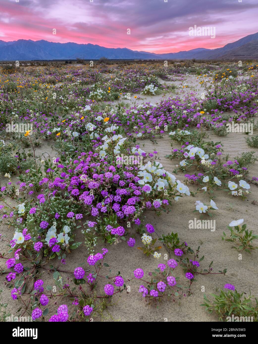 Paisaje desértico al atardecer, con floración Arena verbena (Abronia), Oro del desierto (Geraea canescens), y Onagra de la jaula de aves (Oenothera deltoides) Foto de stock