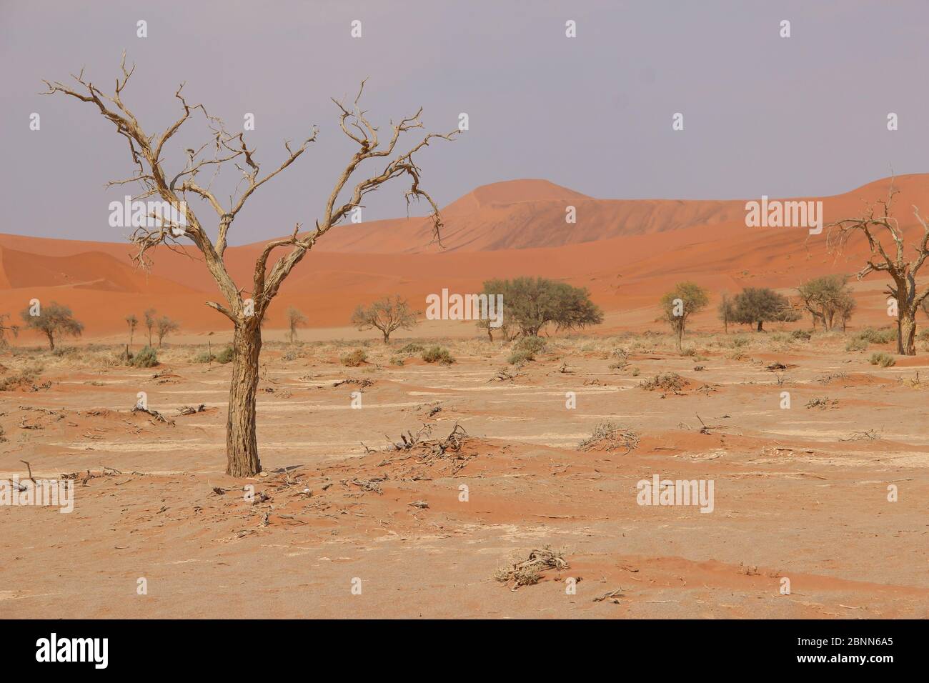 Un árbol muerto en Sossusvlei rodeado de dunas de arena naranja en el Parque Nacional Namib-Naukluft en Namibia Foto de stock