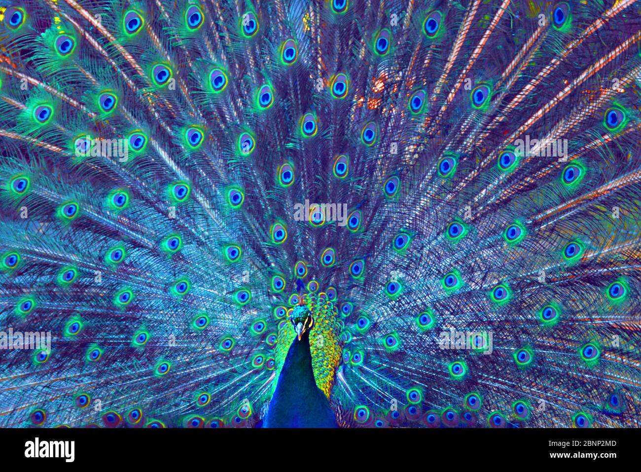 Fotografía de cuadro completo de pavo real de color orgulloso Foto de stock