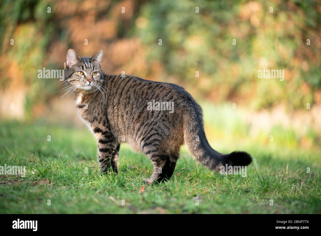 gato tabby parado en el césped al aire libre en el jardín mirando hacia atrás sobre el hombro Foto de stock