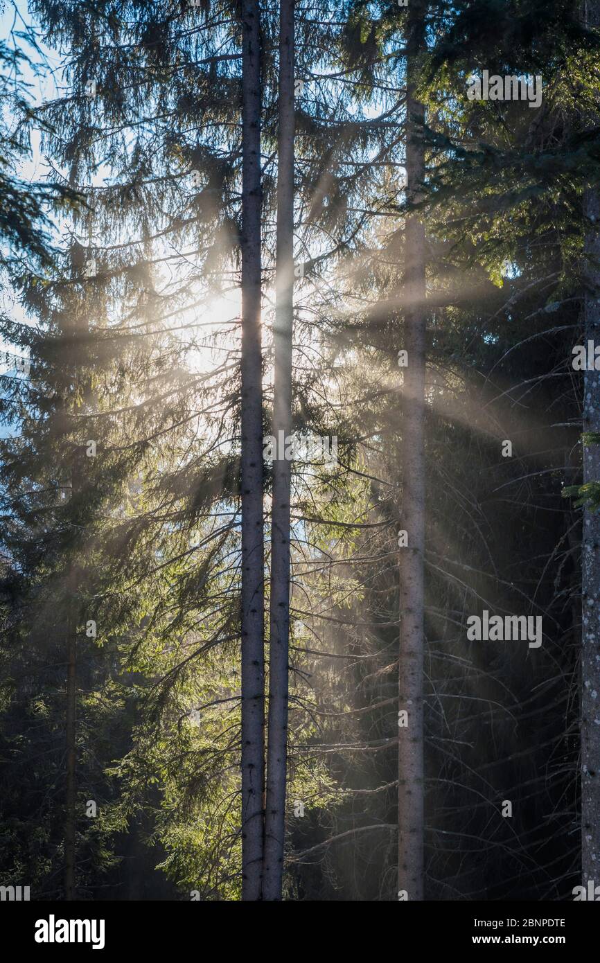 luz que se filtra a través de los árboles, bosque de coníferas, belluno, dolomitas Foto de stock