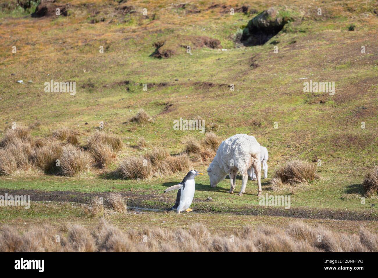 Ovejas reunión pingüino Gentoo (Pygocelis papúa papúa), punto Voluntario, este de las Islas Malvinas, Foto de stock