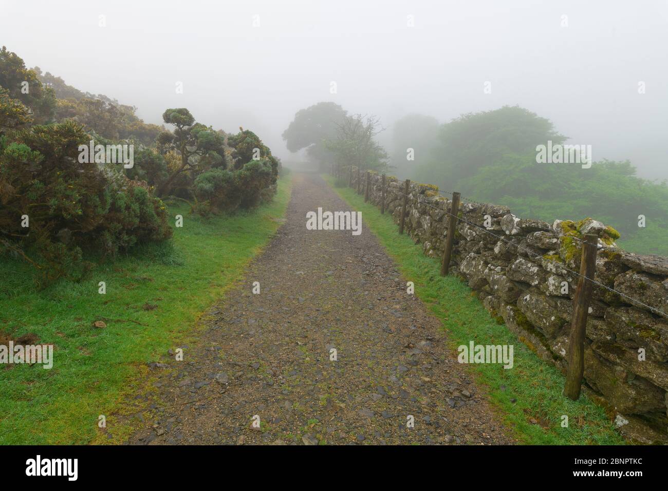 Sendero en la mañana niebla a través de Dartmoor, Two Bridges, Printetown, Dartmoor, Devon, South West England, England, United Kingdom, Europe Foto de stock