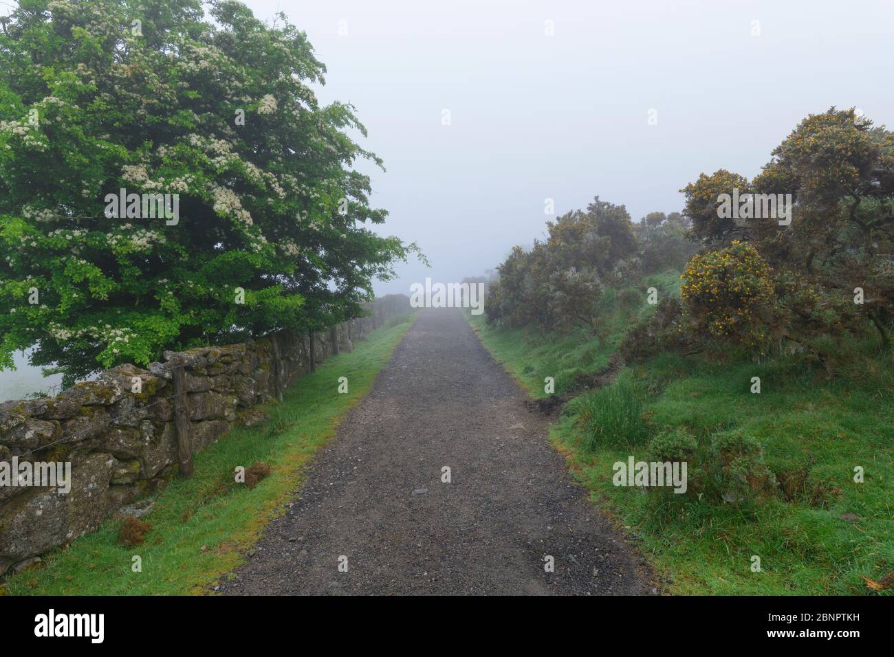 Sendero en la mañana niebla a través de Dartmoor, Two Bridges, Printetown, Dartmoor, Devon, South West England, England, United Kingdom, Europe Foto de stock