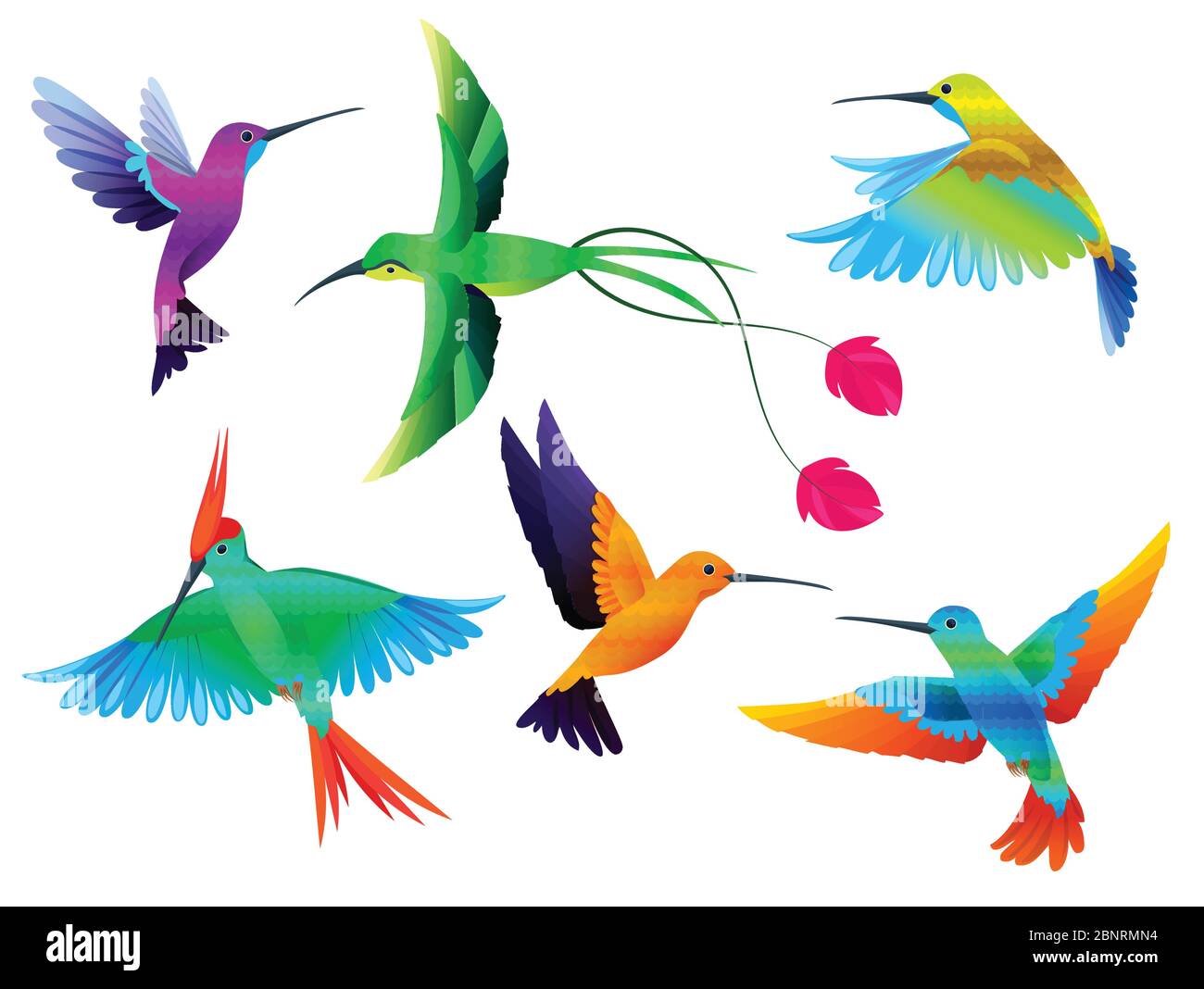 Aves tropicales. Colibríes tucán loro de colores aves exóticas zoo  colección de vectores de dibujos animados Imagen Vector de stock - Alamy