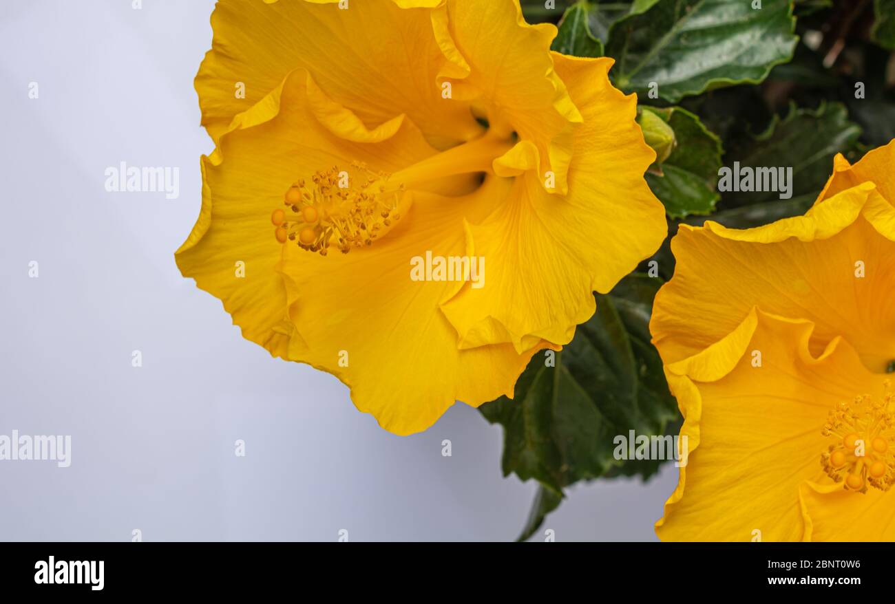 hibiscus flor amarilla primer plano. hibiscus rosa sinensis. Enfoque selectivo Foto de stock