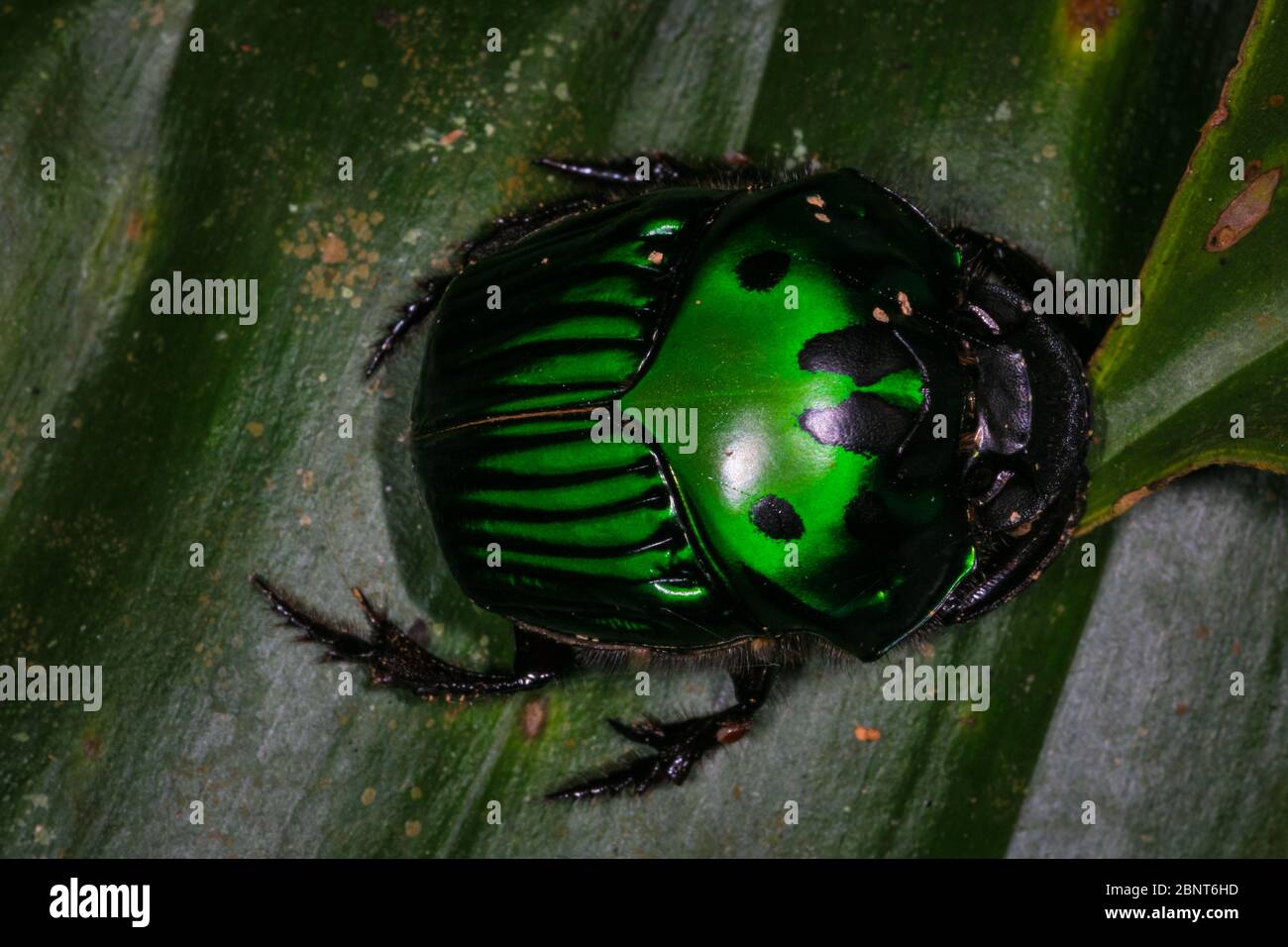 Escarabajo verde y negro en la exuberante selva tropical de Cerro Pirre, Parque Nacional Darien, provincia de Darien, República de Panamá, Centroamérica. Foto de stock