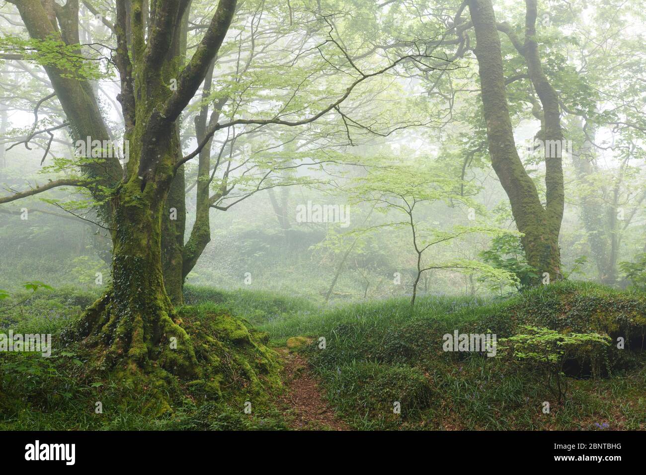 Bosque Misty en primavera Foto de stock