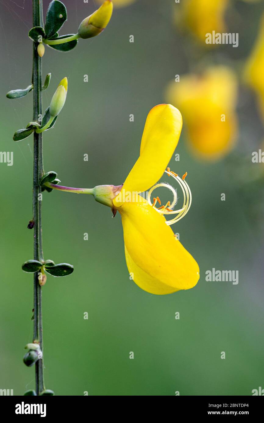 Vista lateral detalle de la flor amarilla de una escota común, escota escocesa (Sarothamnus scoparus o Cytisus scoparus) sobre un fondo verde natural. Foto de stock