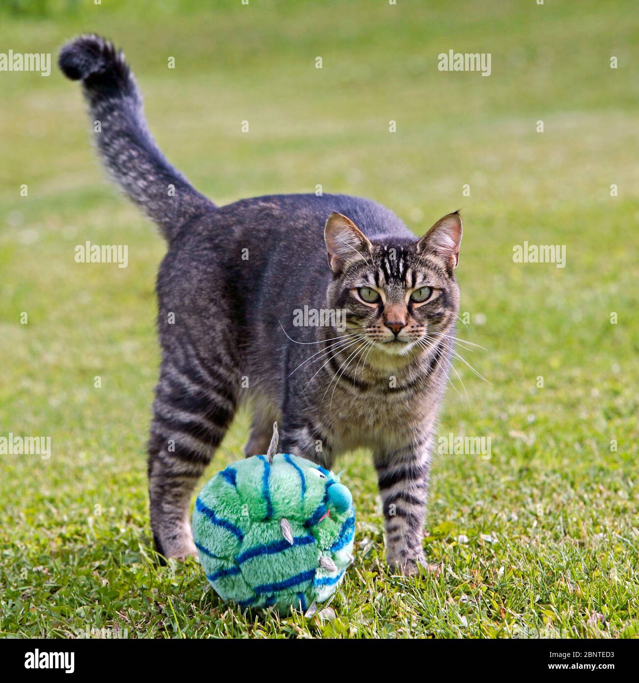 Hermoso gato tabby parado en el patio, jugando con juguete Foto de stock