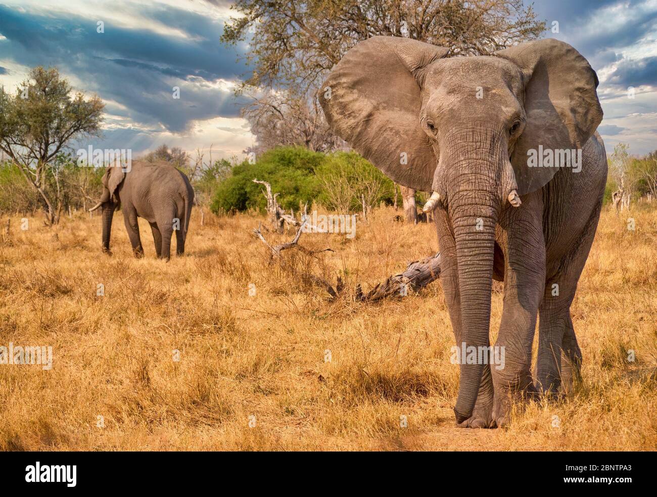 Un gran elefante africano masculino (Loxodonta africana), con un colmillo roto, camina hacia la cámara con sus orejas rompiendo. Botsuana. Foto de stock